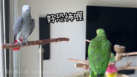 嚇死鳥|鸚鵡被嚇到了怎麼辦